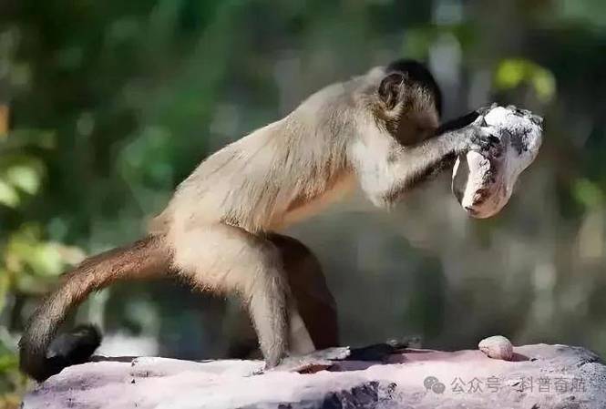 巴拿马猴石器时代