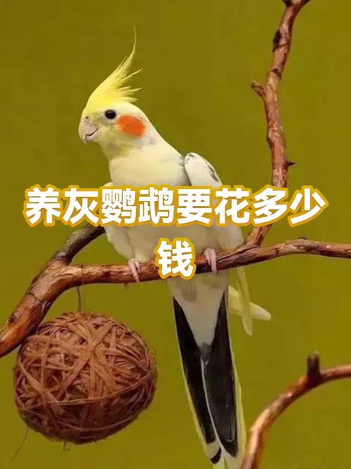 养一只灰鹦鹉证件费用图标