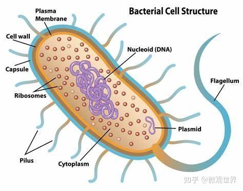 病毒和细菌什么区别