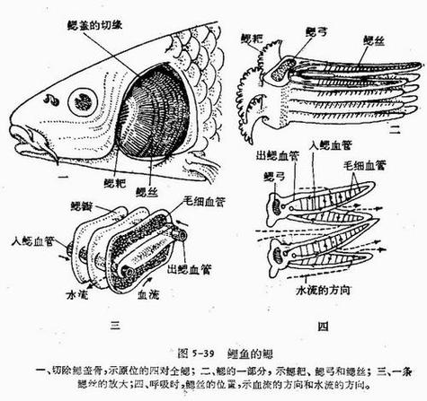 鱼鳃旁边叫什么部位图标