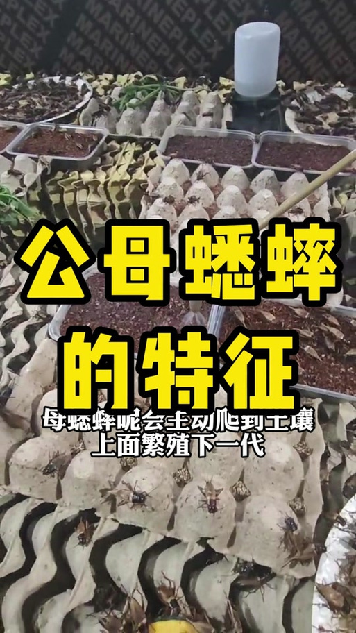 蟋蟀雌雄怎么辨别游戏截图