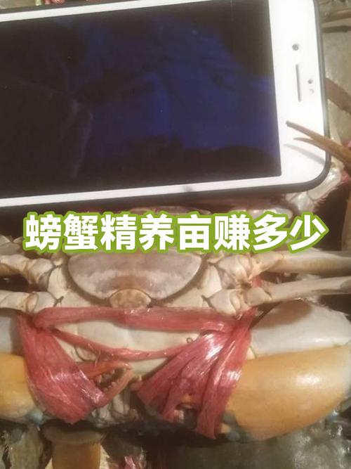 养螃蟹的利润与成本缩略图