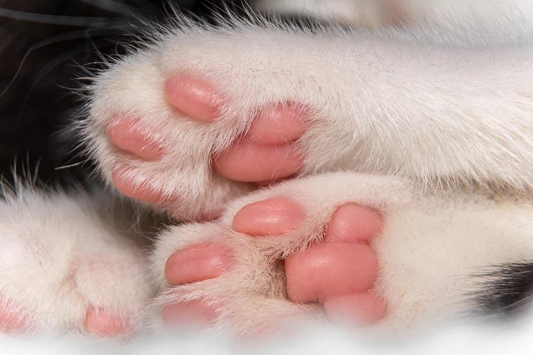 猫爪下载缩略图