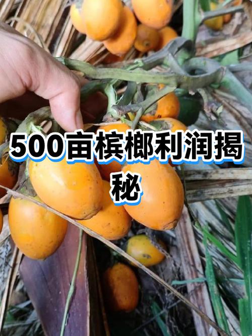 未来50年槟榔行情如何