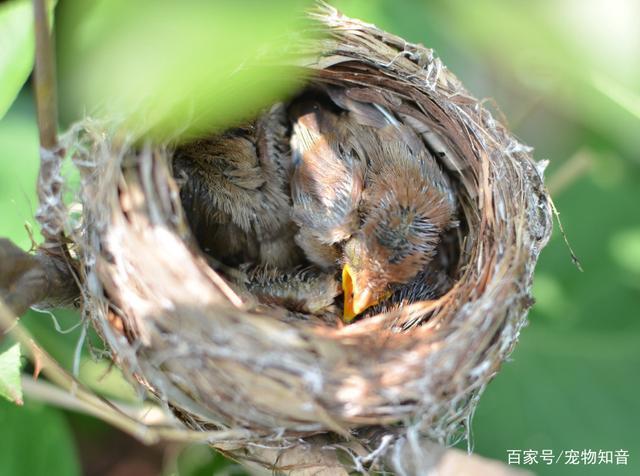 雏鸟多久不喂会饿死