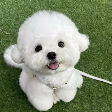 比熊狗头像