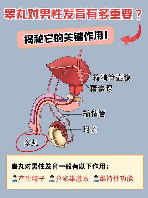 睾丸为什么叫篮子图标