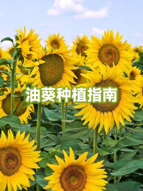 腥葵和宽真的存在吗?