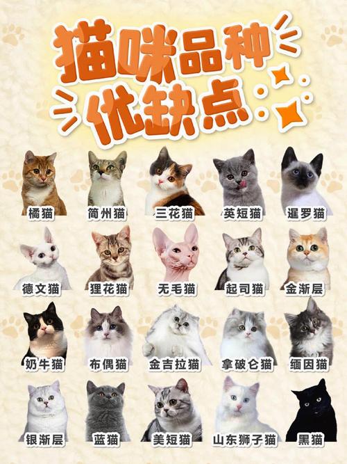 盯盯猫监控app缩略图