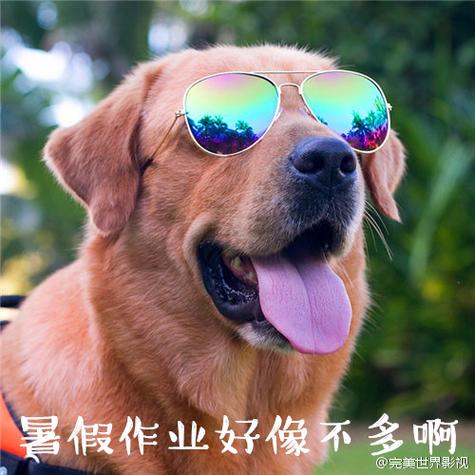 完美作业的漫画广告什么时候更新