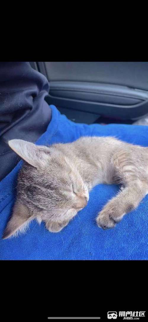 2个月小猫免费送