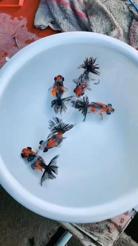 宠物小鱼图片