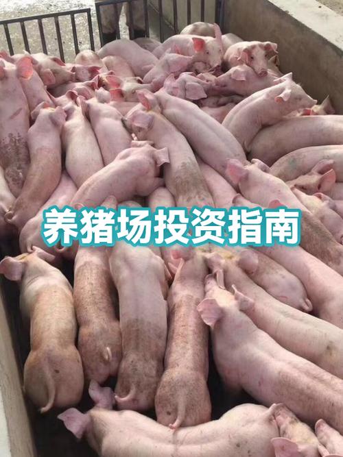 养猪50只一年赚多少钱