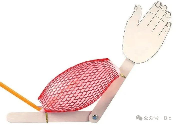 中学生制作简易肌肉运动模型