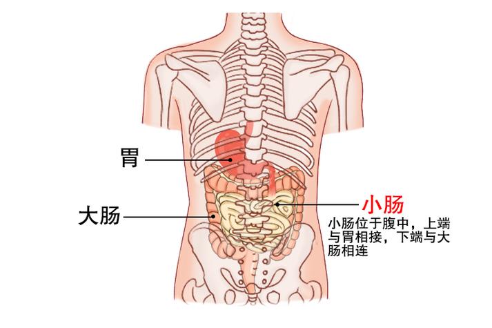 小肠疼痛位置图片