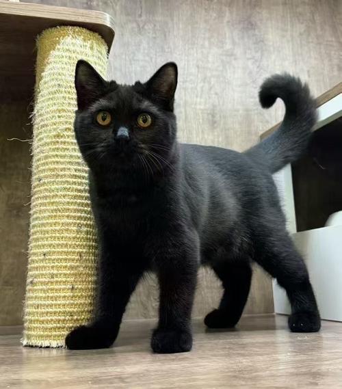 黑猫在窗外预示着什么