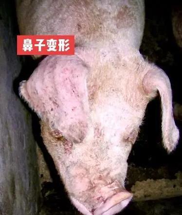 猪流鼻血怎样治最快最好