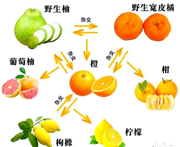 柚橙是橙子还是柚子缩略图