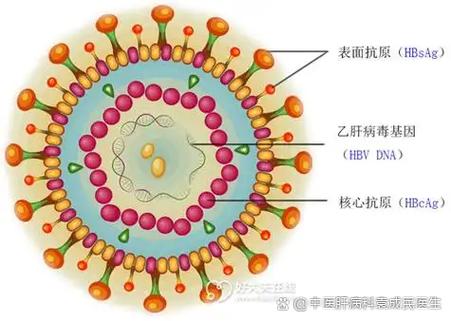 什么是dna病毒