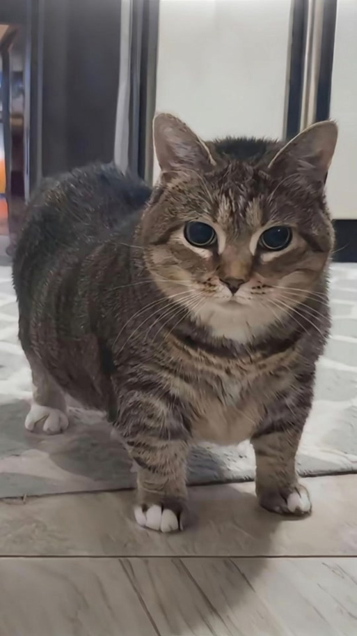猫咪原版