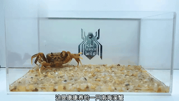 一顿吃10只螃蟹可以吗缩略图