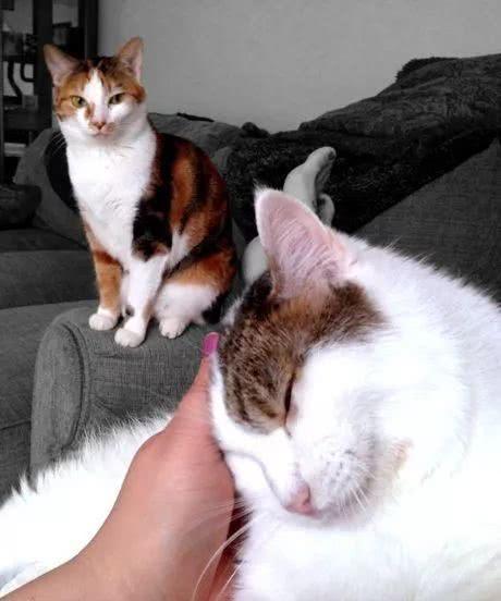 猫嫉妒另一只猫的表现