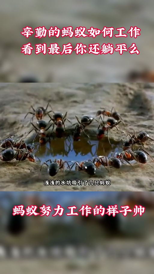 小蚂蚁的特点有什么