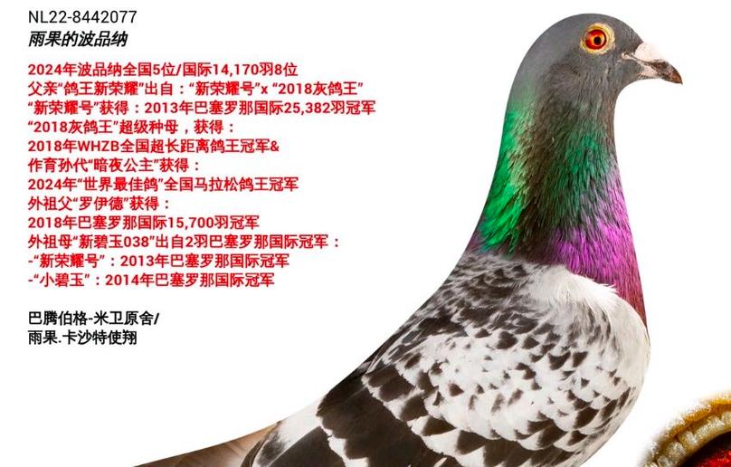 鸽网:赛事直播