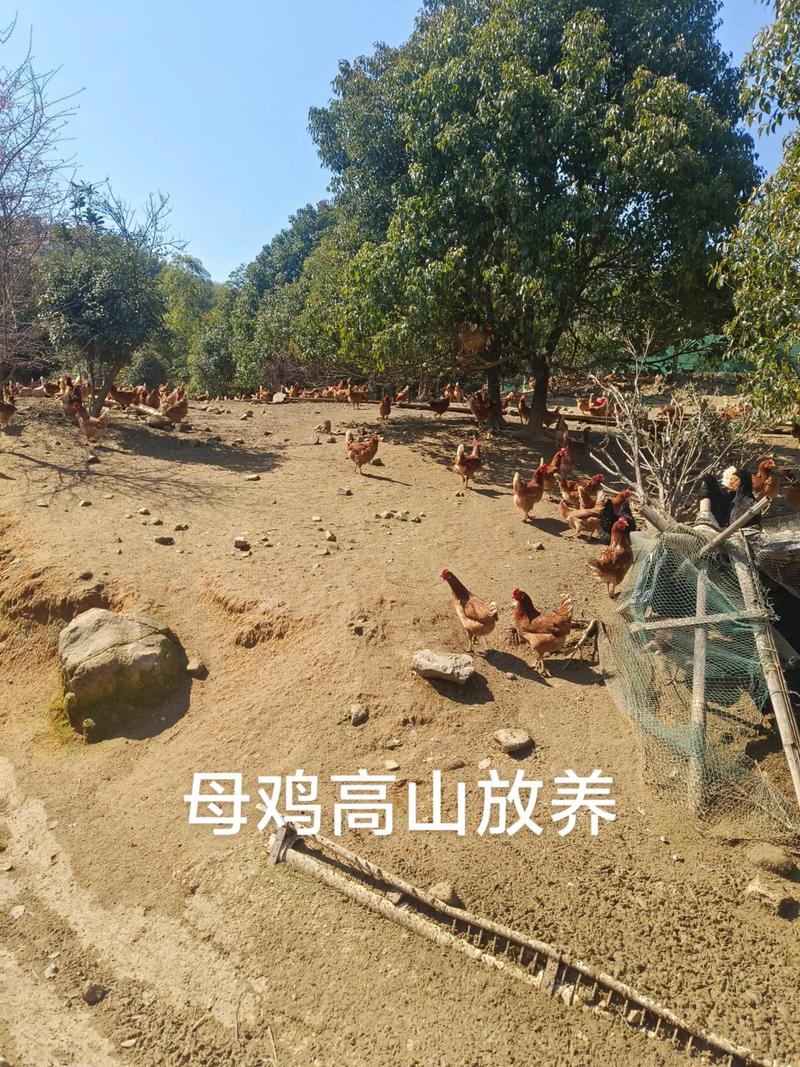 标湖村有人养鸡吗