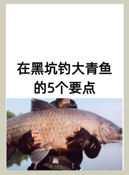 青鱼最怕三个钓法