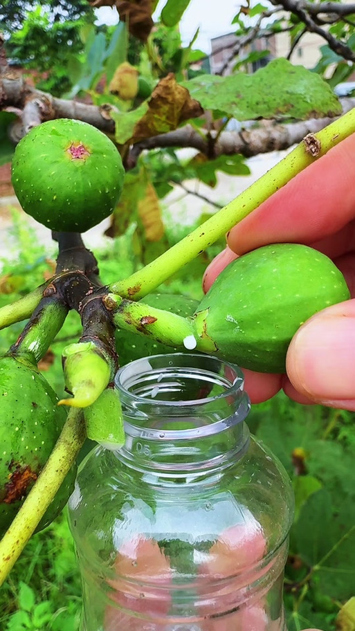 无花果汁液的功效