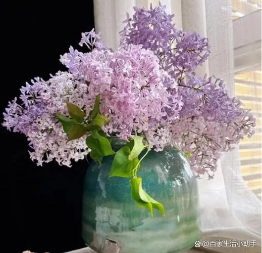 丁香花的养殖方法