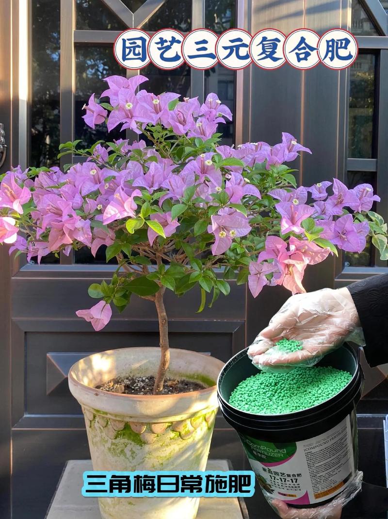 三角梅用什么肥料开花图标