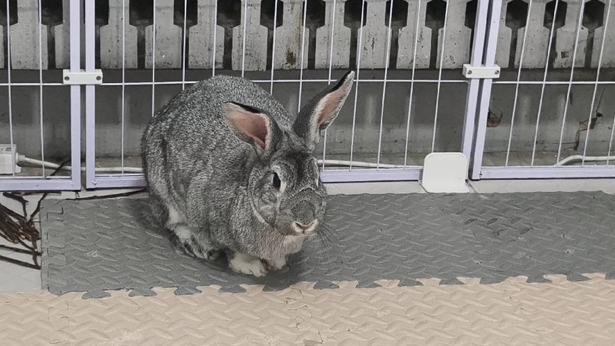 公兔会长围脖吗