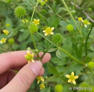 神之草有什么作用