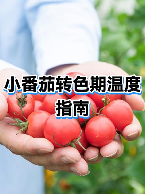 番茄转app靠谱吗