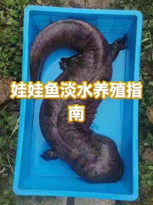 娃娃鱼养殖方法