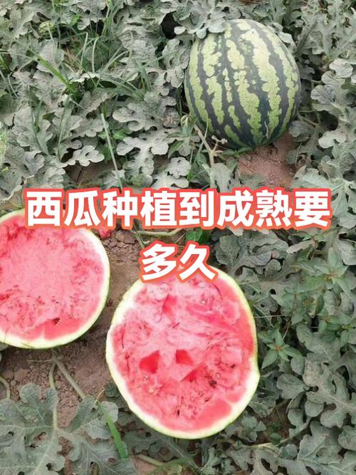 贝店果园多久能成熟截图