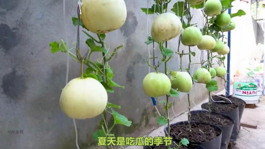 这个夏天教在家种甜瓜视频