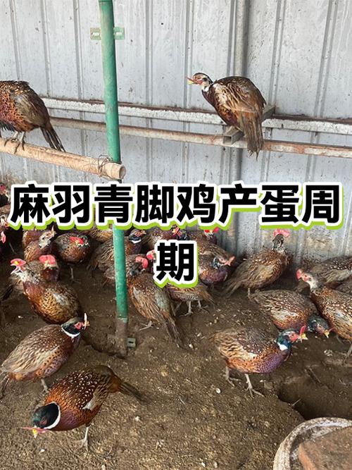 麻羽青脚鸡产蛋量高吗