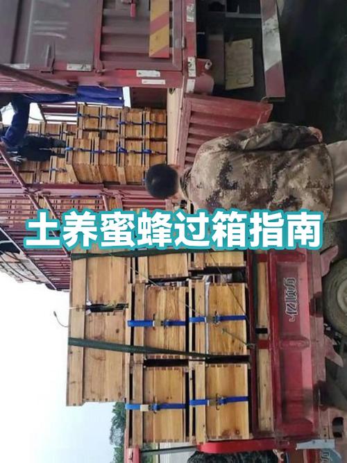 网上买的蜜蜂过箱方法