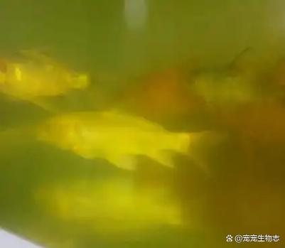 鱼缸的水为什么发黄截图