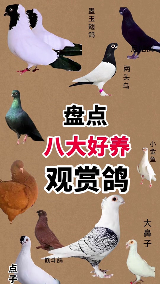 肉鸽最好的三个品种图标