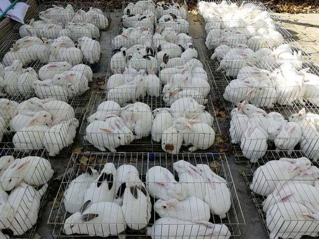 肉兔种兔养殖