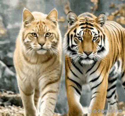 猫和老虎是一个祖先吗图标