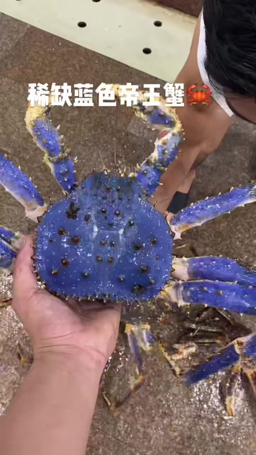 蓝色螃蟹图片