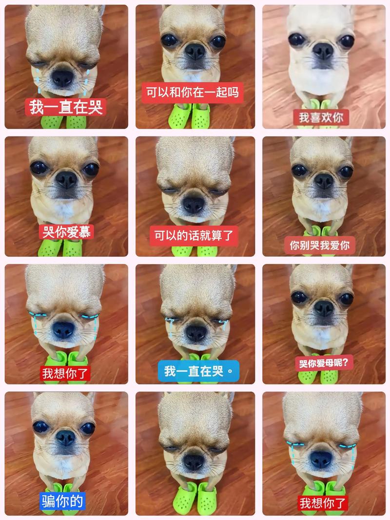 为所欲为表情包原图gif