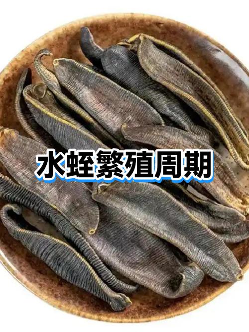 水蛭繁殖技术视频