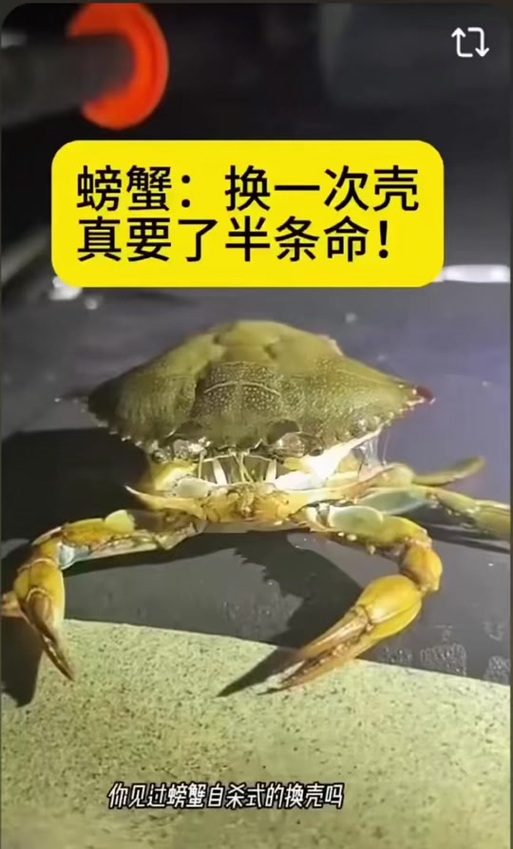 螃蟹换壳后多久变硬