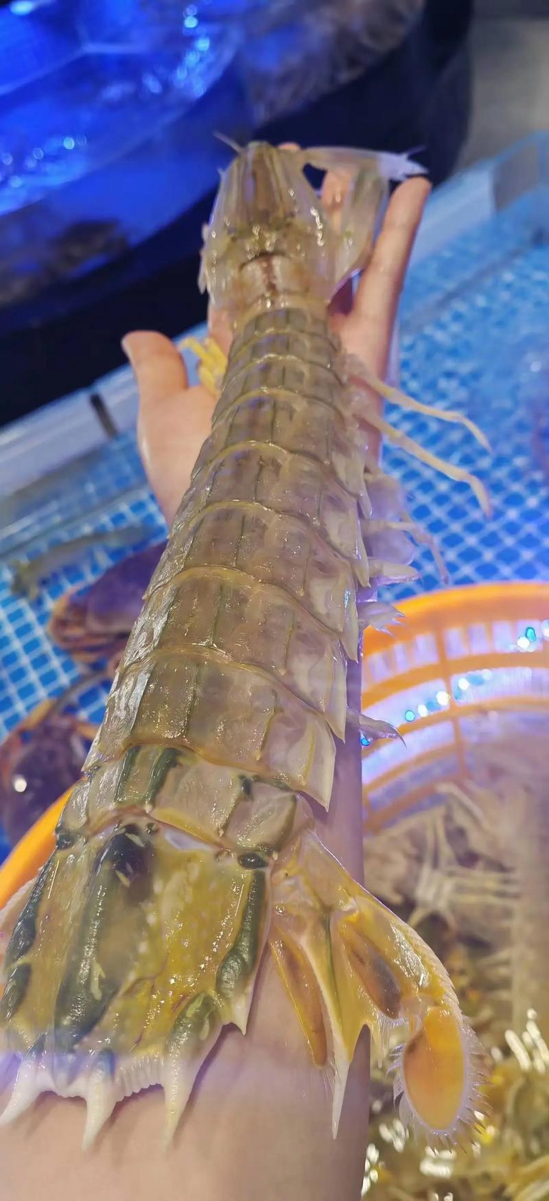 皮皮虾传奇错误40026